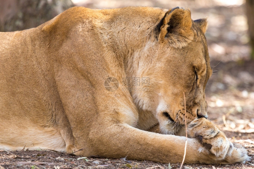 南非公园内一位睡懒狮子的特拍摄片困非洲人图片