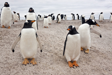 成群的企鹅背景图片