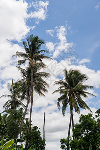 旅游天堂椰子树和云天图片
