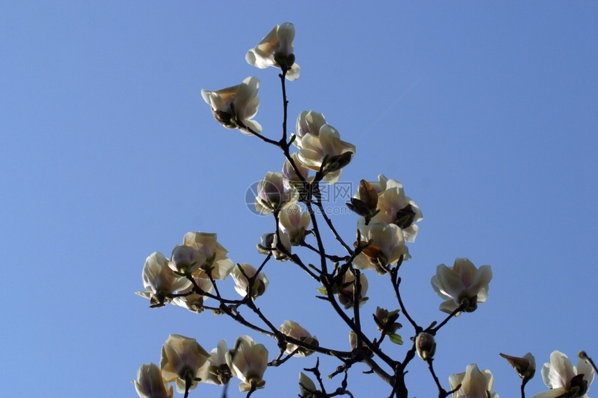 闪耀的木兰花香水树瓣图片