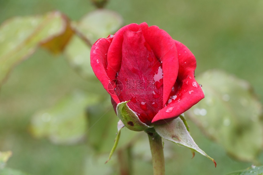 春天红玫瑰在花园中露水植物珠红色的图片