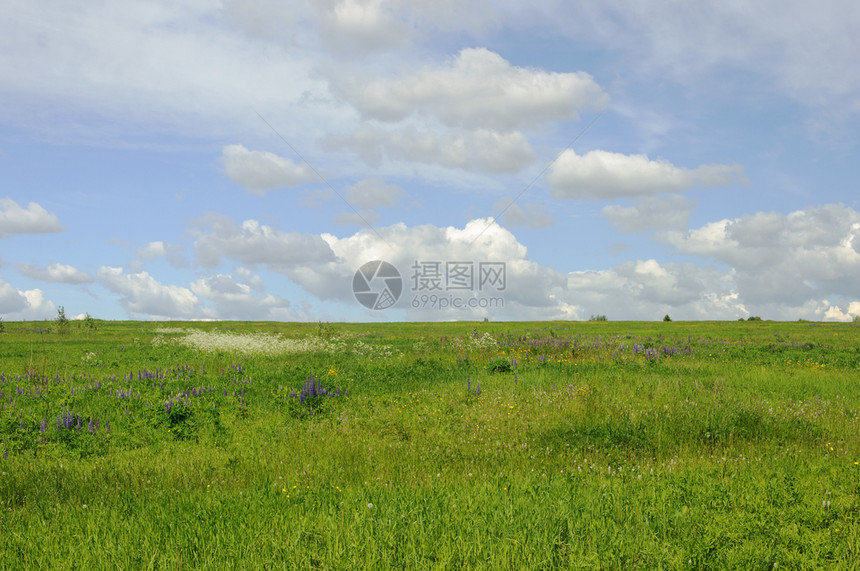 蓝色天空背景的鲜花绿草原阳光明媚的夏日自然草地图片