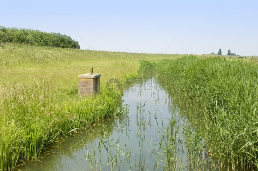 浑芦苇典型的荷兰游轮夏天下午有小泥沟渠和牛牧乡村的图片