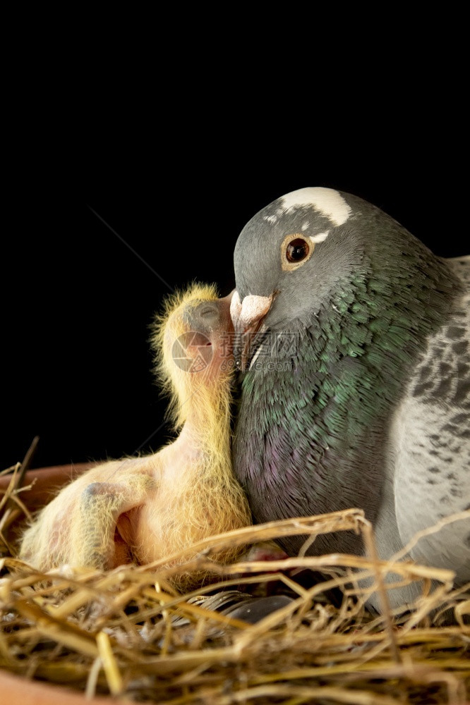 帕洛玛出生孵化饲养鸽子喂作物牛奶以孵巢图片