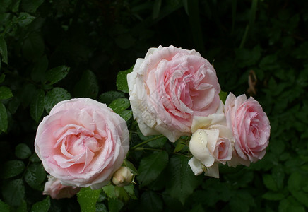 开花情人节美丽的玫瑰花瓣有露水滴的美丽玫瑰礼物图片