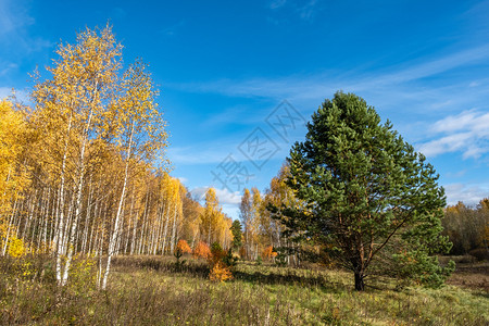 绿色在阳光明媚的秋天长着黄叶和绿枝木松树的白色高烧葡萄树多枝的高图片
