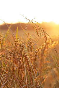 夏天阳光收成稻米实地背景图片