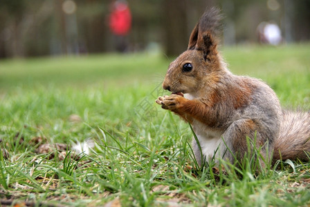 棕色的啃坐松鼠在草地上吃坚果图片