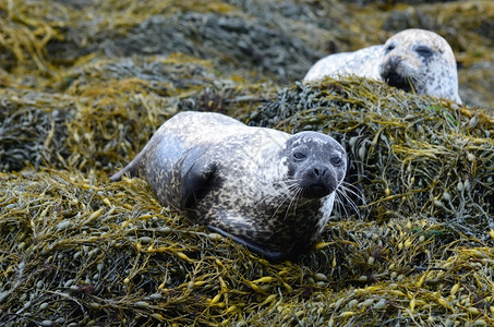 摄影小狗两只港口海豹躺在草床上休息图片