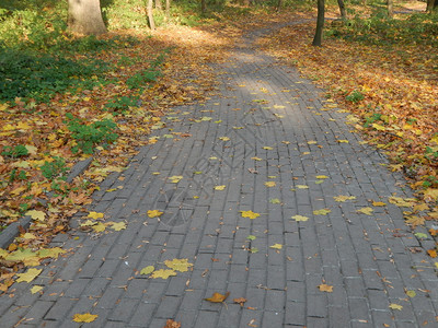 秋天公园里的落叶图片