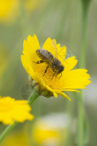 蜜蜂花的颜色植物图片