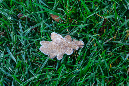寒冷的里戈罗马尼亚冰霜春天的景象覆盖了草丛中的叶子高清图片