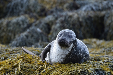 可爱的苏格兰海藻大床上的港口海豹斑小狗高清图片
