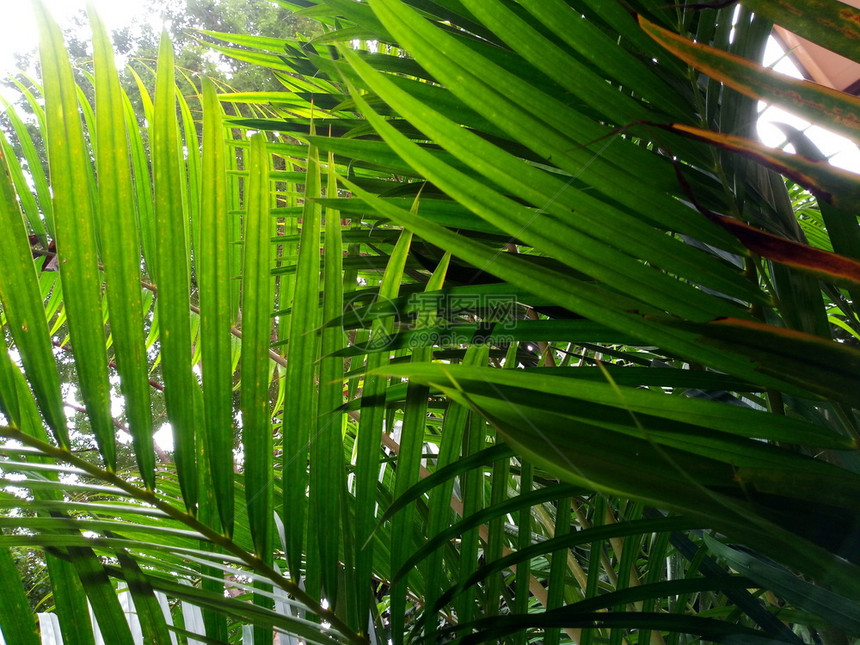户外有阳光的棕榈叶背景生长植物图片
