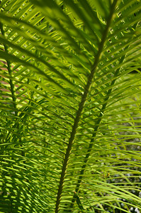 热带绿叶植物墙壁背景森林自然图片