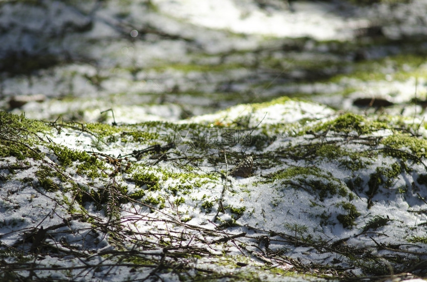阿尔滕堡苔藓森林地板上的白雪和绿苔漠以及抽象的图片