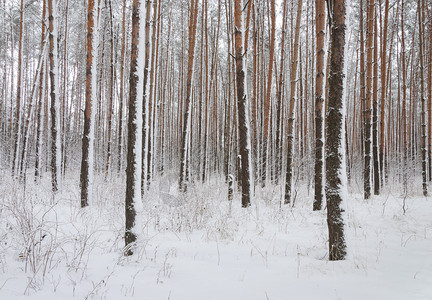 降雪云杉冬季风景雪松树干冰降于昏暗的森林农村图片