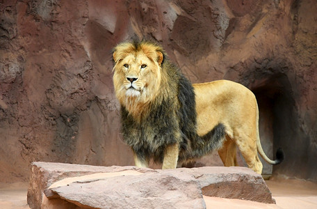 动物园中的非洲狮子勇敢座优美勇敢的高清图片素材