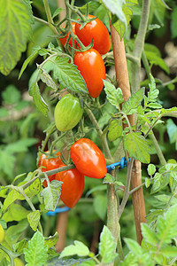 健康植物红樱桃和绿西红柿在果园中成熟椭圆形图片