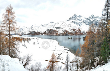 松树在马洛亚口附近的瑞士恩加丁河谷湖第一次秋天降雪经过白色的图片