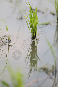 绿色稻长种植小麦加水农业图片