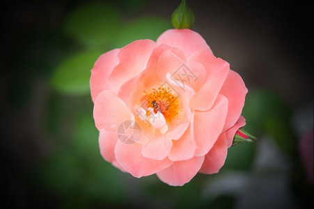 场景单身的花瓣玫瑰图片