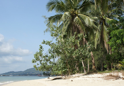 棕榈目的地夏天苏梅岛泰国亚洲图片