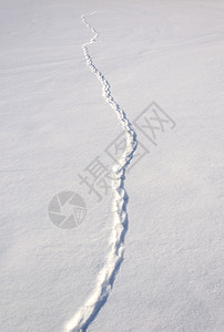 带动物痕迹的雪田冬季时间场地踪迹白天图片