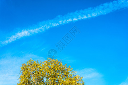 橙黄桦叶映衬蓝天白云淡俄罗斯天空图片