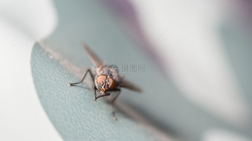 贝拉丘近距离拍摄一架中型普通室内公苍蝇携带细节图片