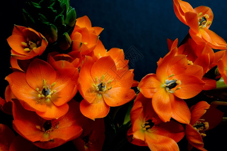 橙子太阳星的花朵紧贴在黑暗背景上橙色百年花朵自然开图片