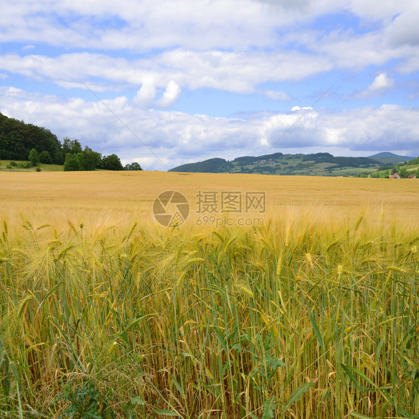 生长农场玉米田季节图片