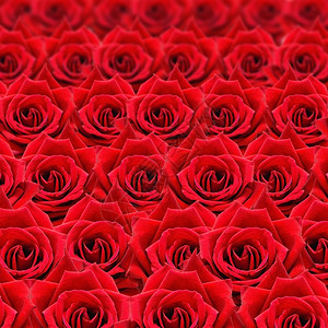 美丽的红玫瑰图案自然鲜花抽象背景浪漫的礼物阮詹图片