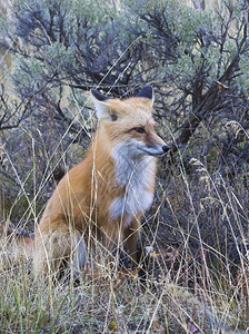 多岩石的杰克逊狐狸在草地上有耳朵的背部肉食动物哺乳动物高清图片素材
