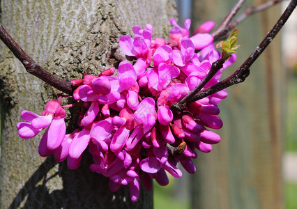 紫荆粉色的Cercis欧洲花朵百叶布春天颜色图片