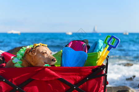 海边度假玩耍的狗狗图片