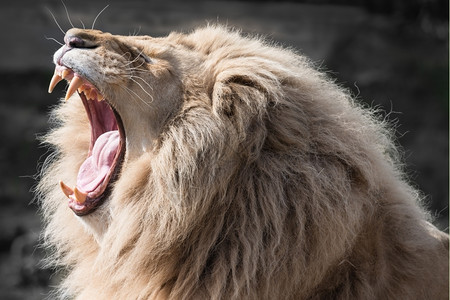 雄狮子打哈欠猫科动物男捕食者图片