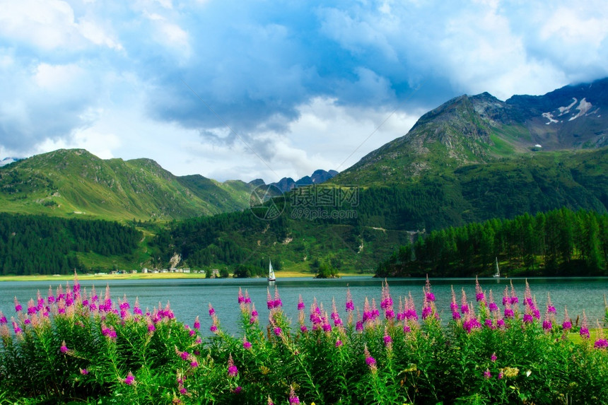 高山湖边绽放的鲜花图片
