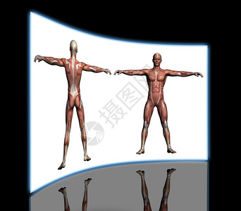 药物人体解剖用3D软件制成的雄肌肉人类正面图片