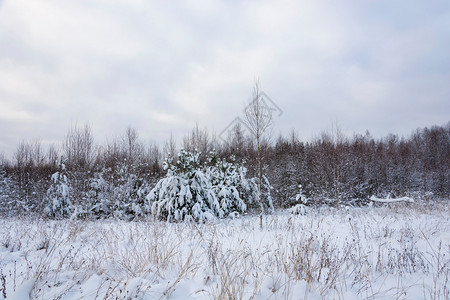 白色的冬天十二月美丽的冬季风景在12月寒冷的一天有雪覆盖树木天空多云图片