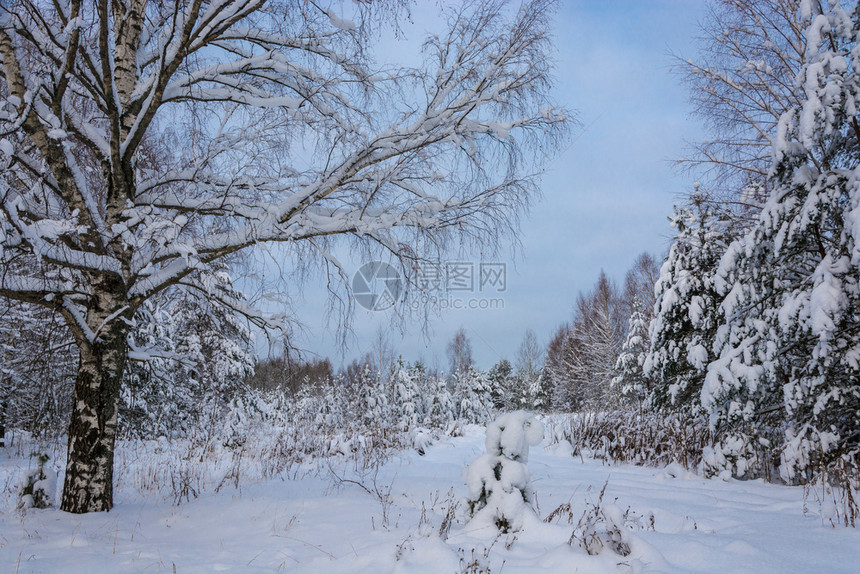 美丽的冬季风景在12月寒冷的一天有雪覆盖树木天空多云霜气森林图片