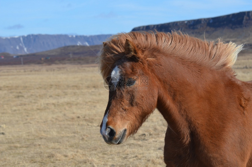 动物冰岛华丽迷人的年轻冰岛马斯奈山农场图片