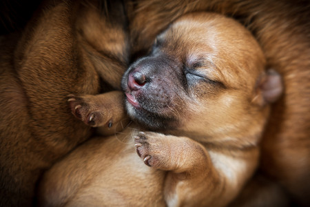品种新生棕色小狗特写在毛皮上新生棕色小狗特写婴儿犬类宠物高清图片素材