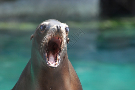 野生动物鼻子荒可爱的年轻海狮嘴张开年轻的高清图片素材