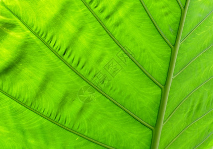 绿叶作为背景的纹理植物群自然生态的图片