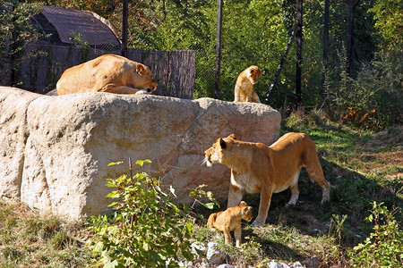 哺乳动物黑豹在园拍摄的狮子躺在大石头上小狮子图片