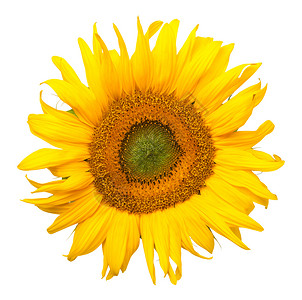 向阳而开的向日葵植物学高清图片素材