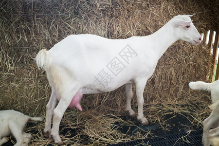 植物白色的农场节牛奶山羊秀股票照片哺乳动物图片
