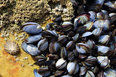 海岸线法国布列塔尼低潮下岩石上的野生贝壳和谷仓贻图片