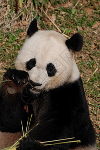 真可爱的熊吃竹子脸野生动物轮廓高清图片